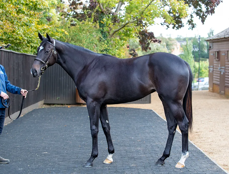 Saracen Thoroughbred Nutrition – Yearlings