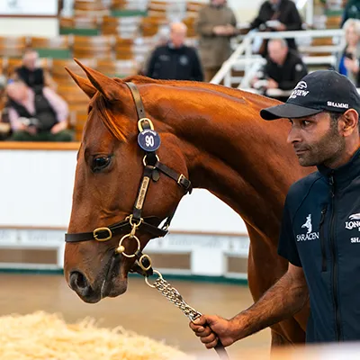 The most expensive yearling's price. Yearling horse with a handler walking in an auction ring at Tattersalls with officials and spectators in the background.
