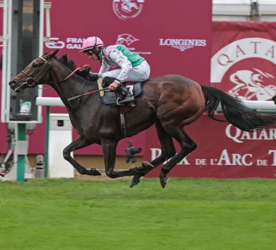 Saracen Thoroughbred Nutrition – Our Success Strategies for Racing and Breeding