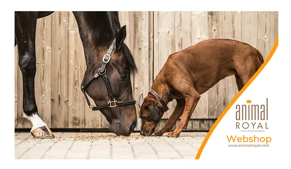 Saracen Horse Feeds – Our Distributor in Belgium and the Netherlands