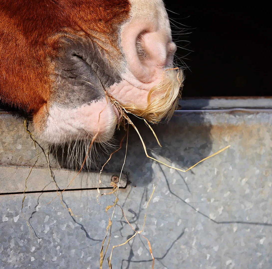 Saracen Horse Feeds – Forage Analysis