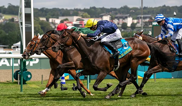 Saracen Horse Feeds – Our Distributor in France