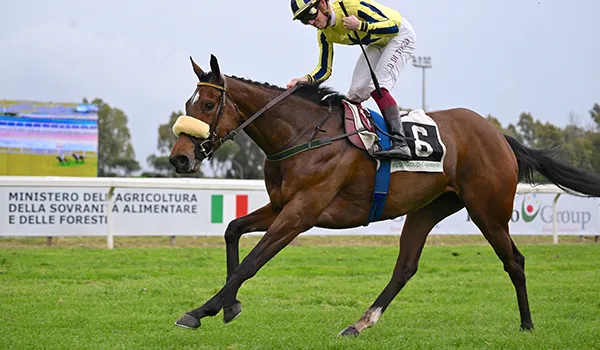 Saracen Horse Feeds – Your Distributor in Italy