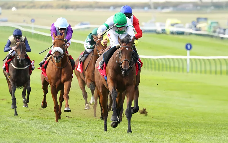 Saracen Thoroughbred Nutrition - Success Strategies