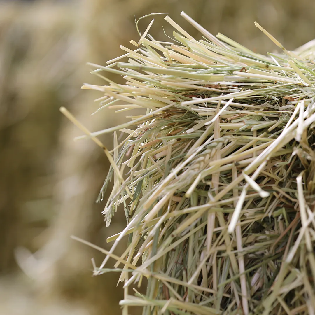 Saracen Thoroughbred Nutrition - Forage Analysis