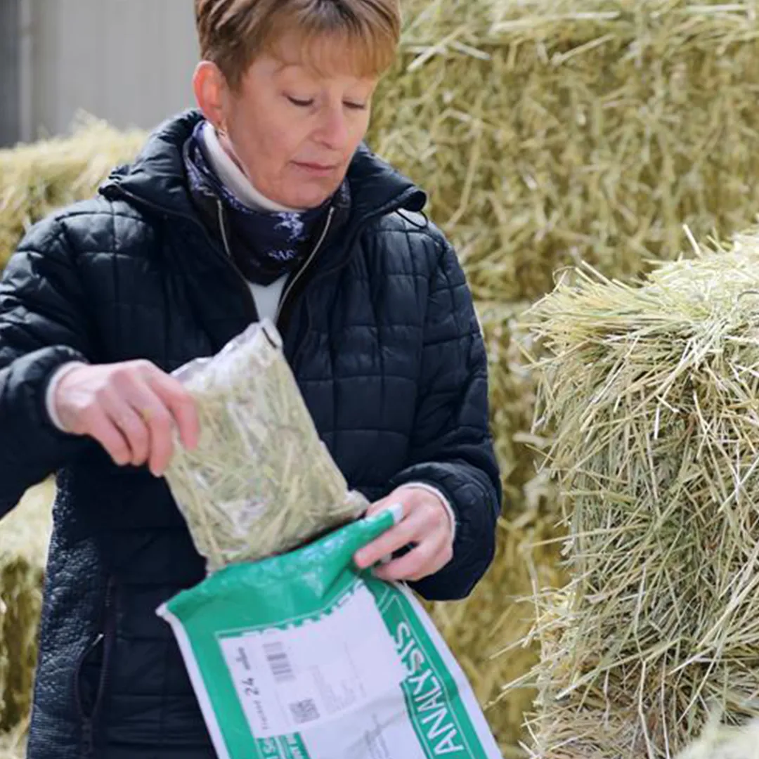 Saracen Thoroughbred Nutrition Director examining a sample of hay near large hay bales.