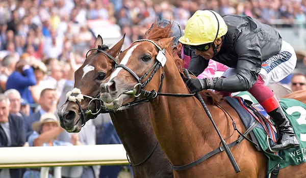 Over the Finishing Line: Saracen Thoroughbred Breeding Success