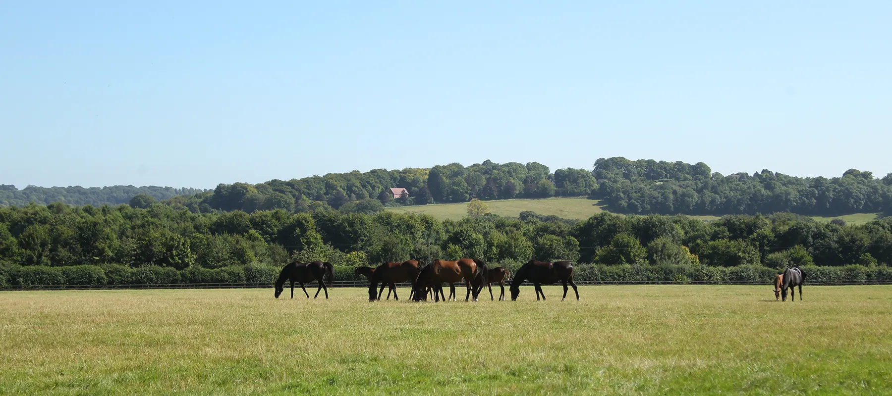 Group of horses grazing on a green pasture with trees and hills in the background under a clear blue sky.