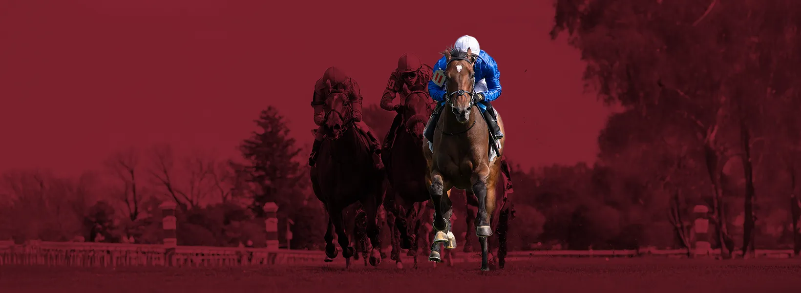 Saracen Thoroughbred Nutrition
