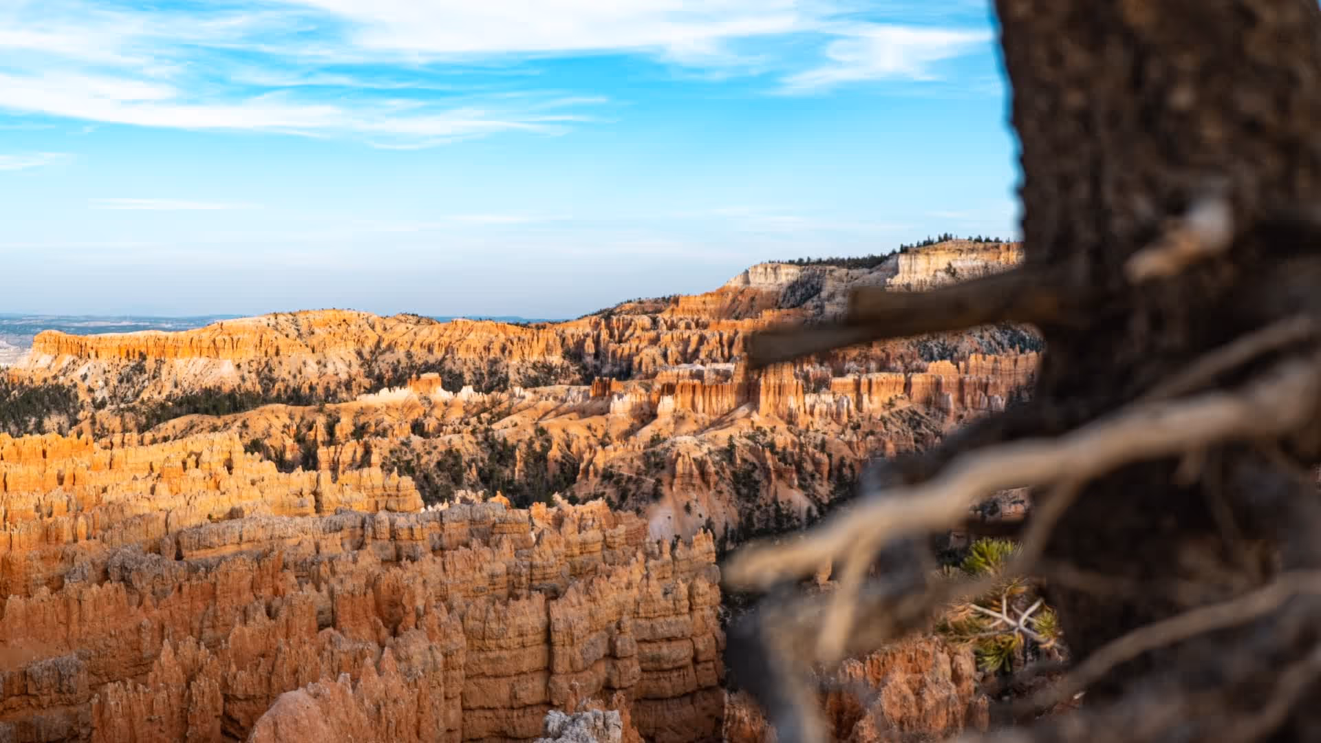 Panoramablick auf die orangefarbenen Hoodoos des Bryce Canyon National Park unter blauem Himmel, teilweise durch einen Baumstamm verdeckt.