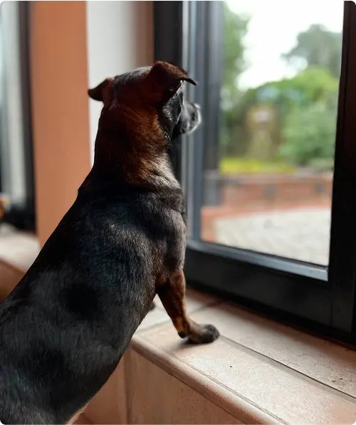 Hund wartet am Fenster