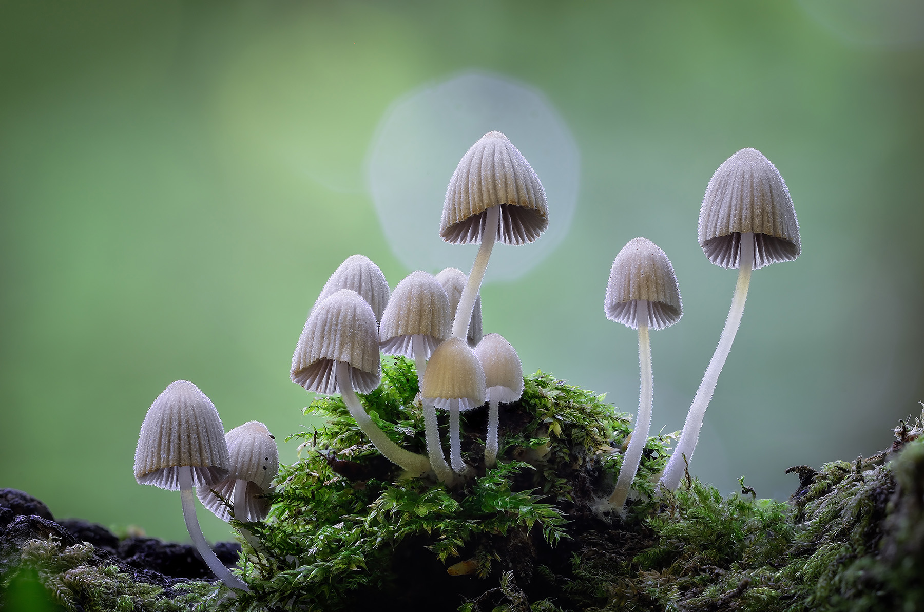 mushrooms growing out of moss