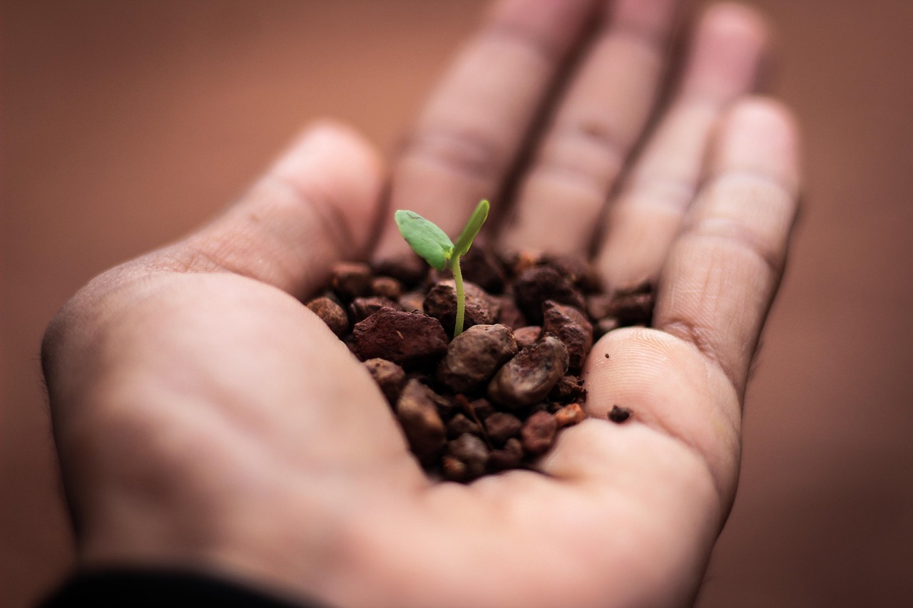A hand holding some soil with small sprout emerging
