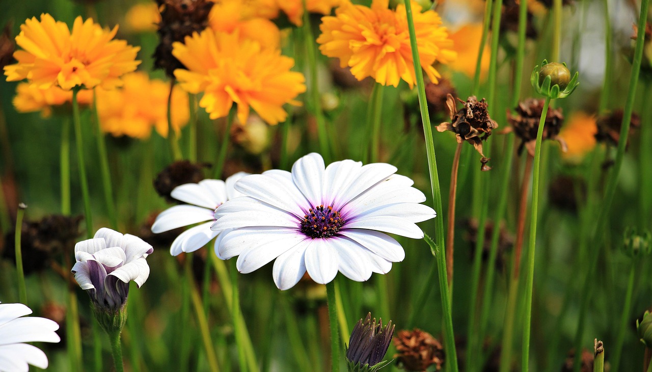 White and yellow flowers