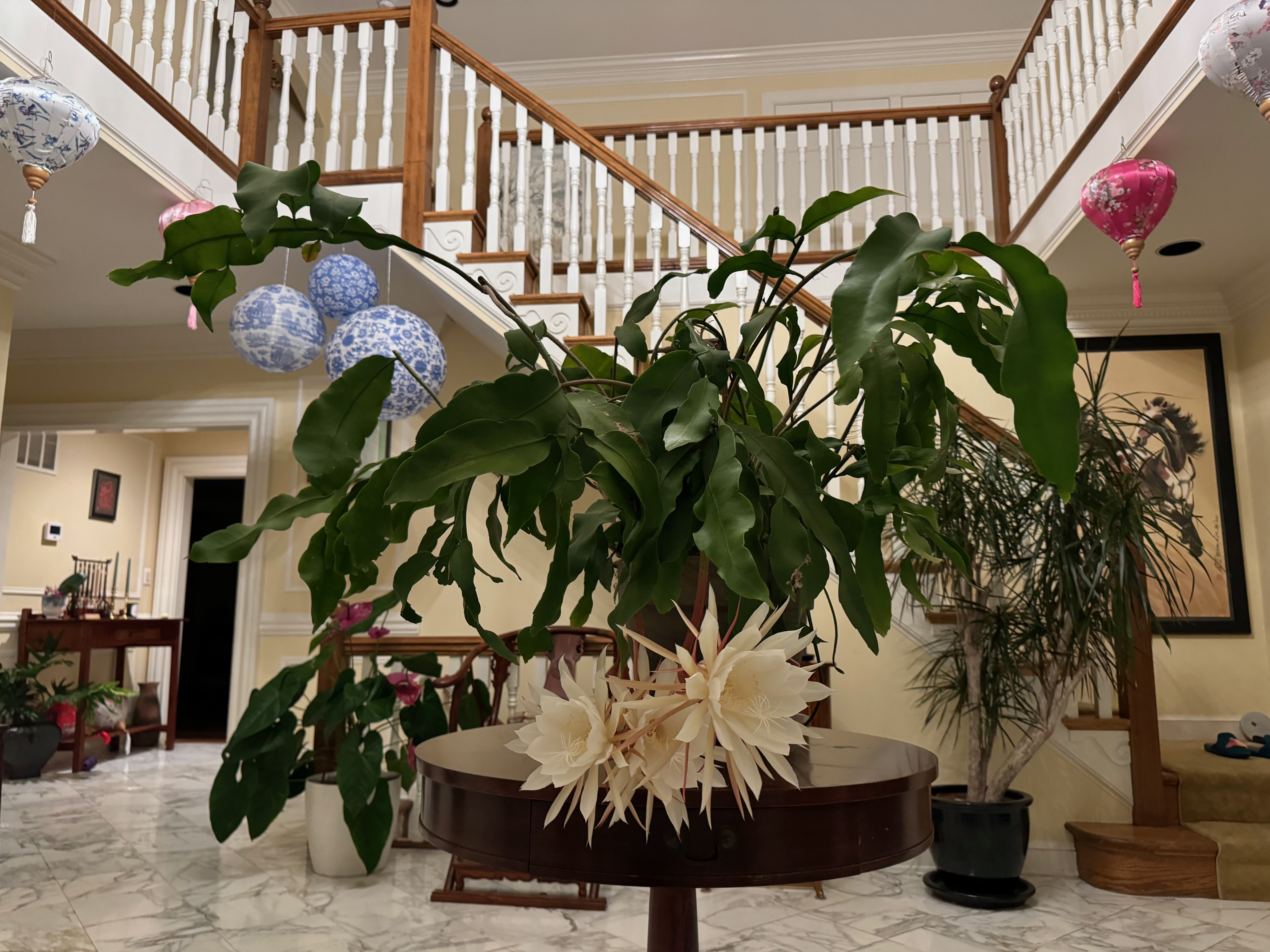 A leafy green plant and white flowers on a table in the entry room of a house.