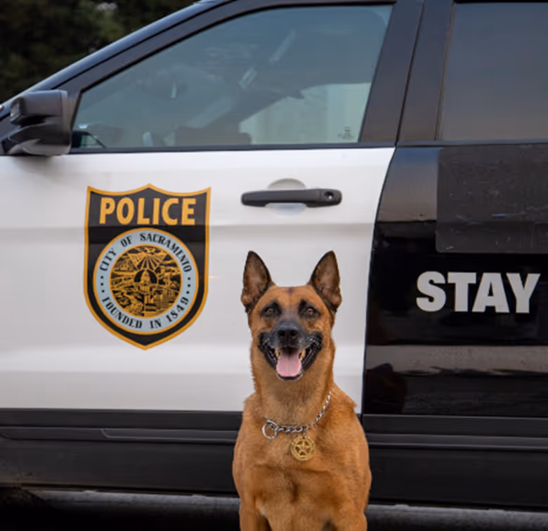 Police dog sitting in front of the police car