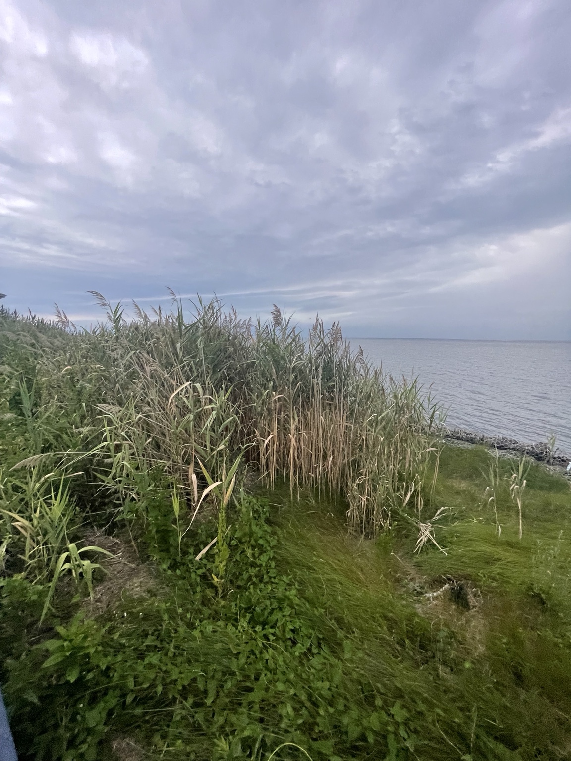 Marsh grasses on Fire Island