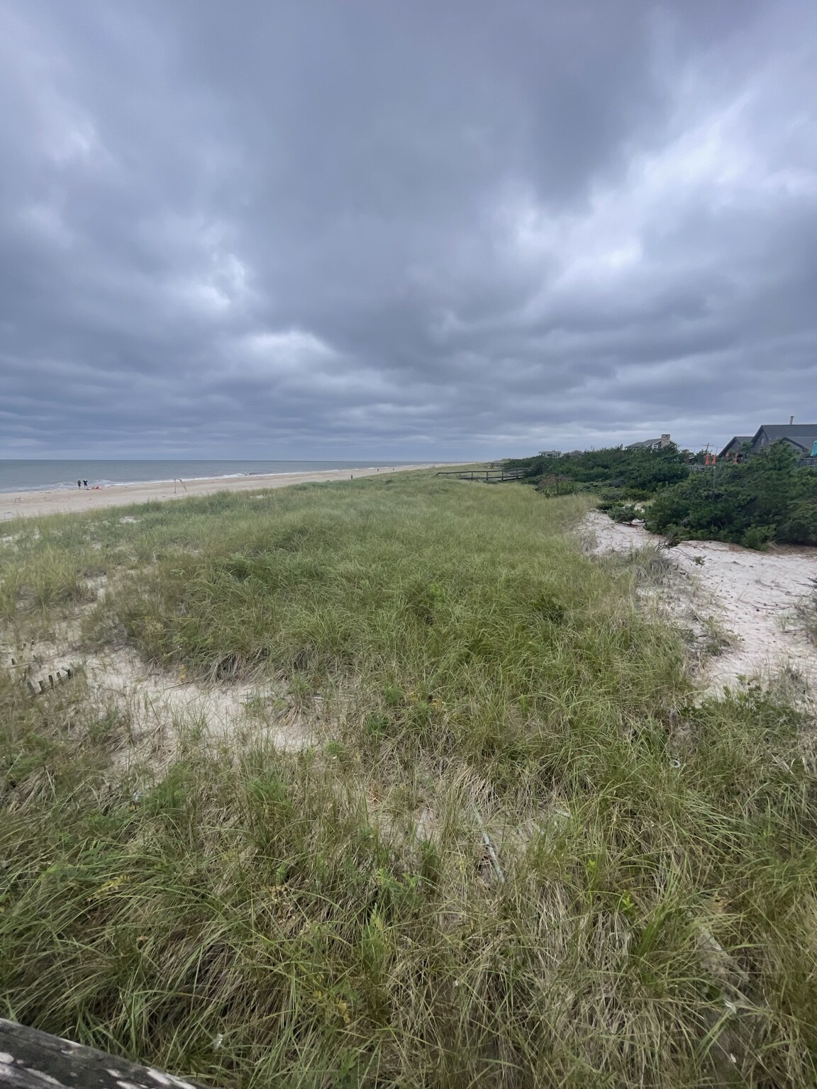 Dunes on Fire Island