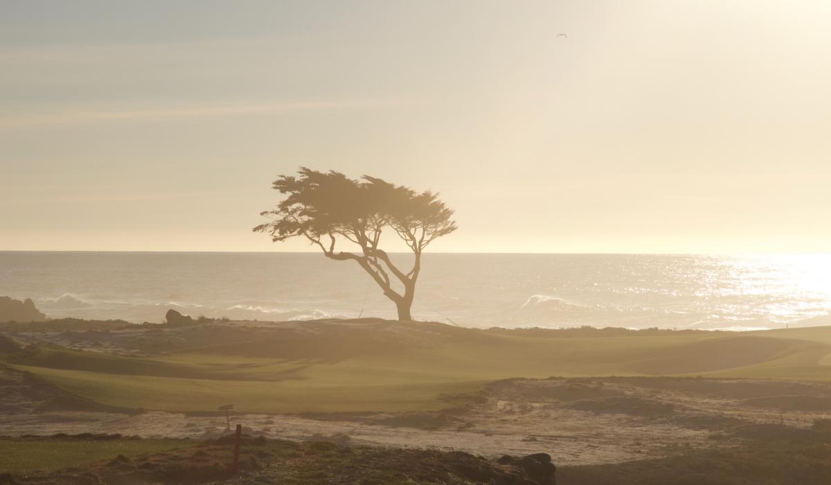 Lone cypress tree on coastal golf course at golden sunset
