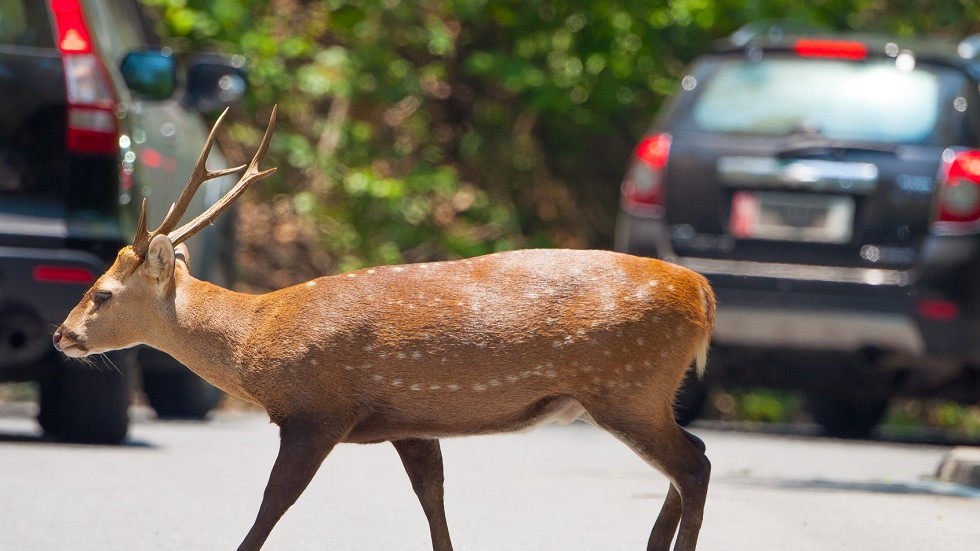 Animal traverse route accident