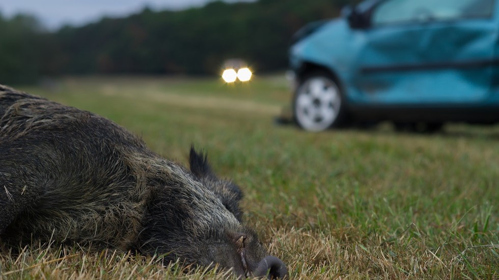 Sanglier tue suite a une collision avec une voiture