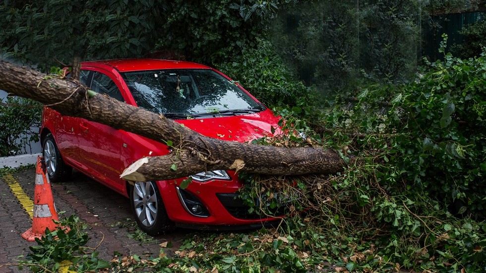 Chute arbre sur une voiture rouge