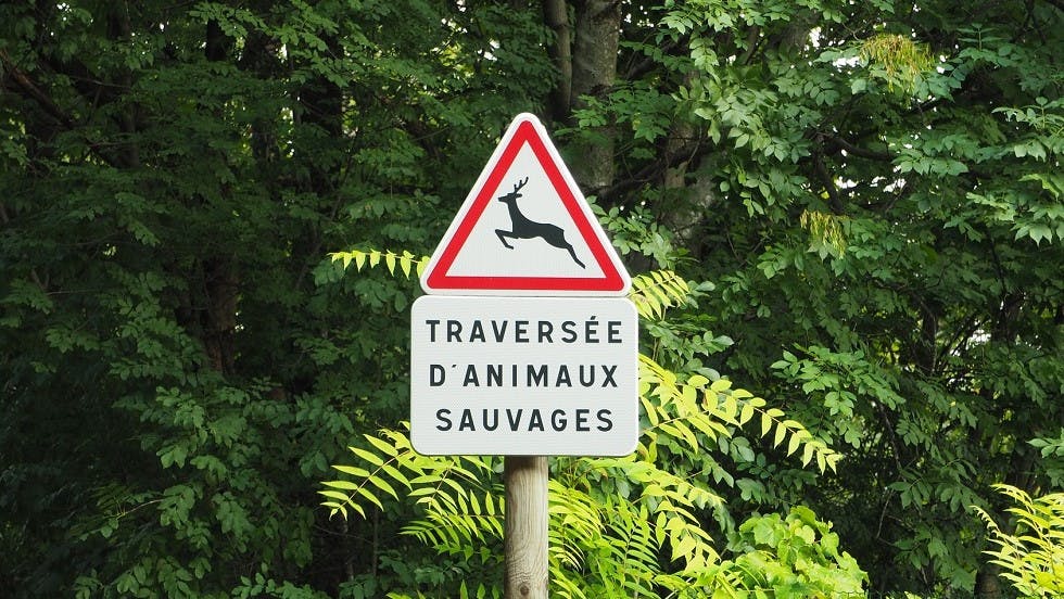 Panneau traversee animaux sauvages