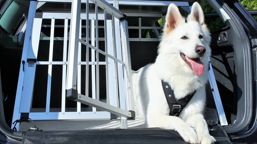 Chien dans une cage en voiture