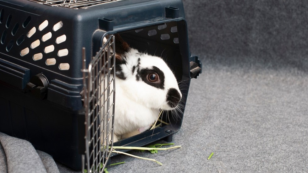 Lapin dans une cage de transport en covoiturage