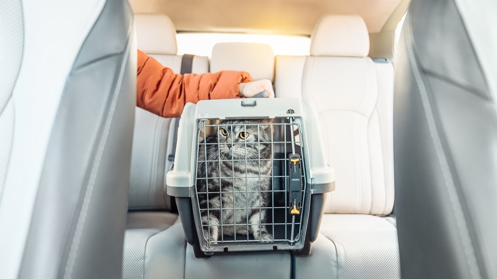 Chat installe dans une caisse de transport pour un covoiturage