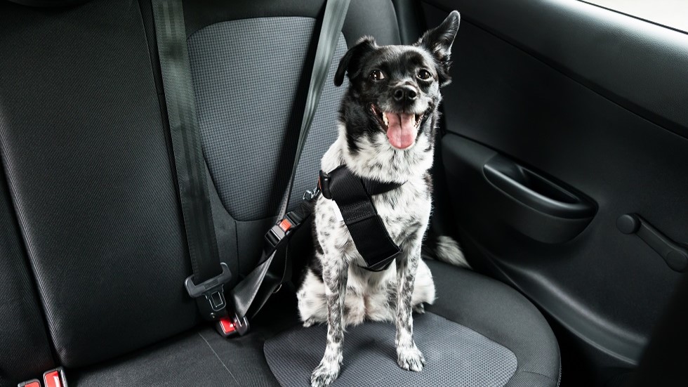 Chien attache sur la banquette arriere d un covoiturage