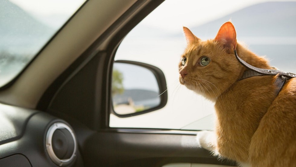 Transport chat voiture