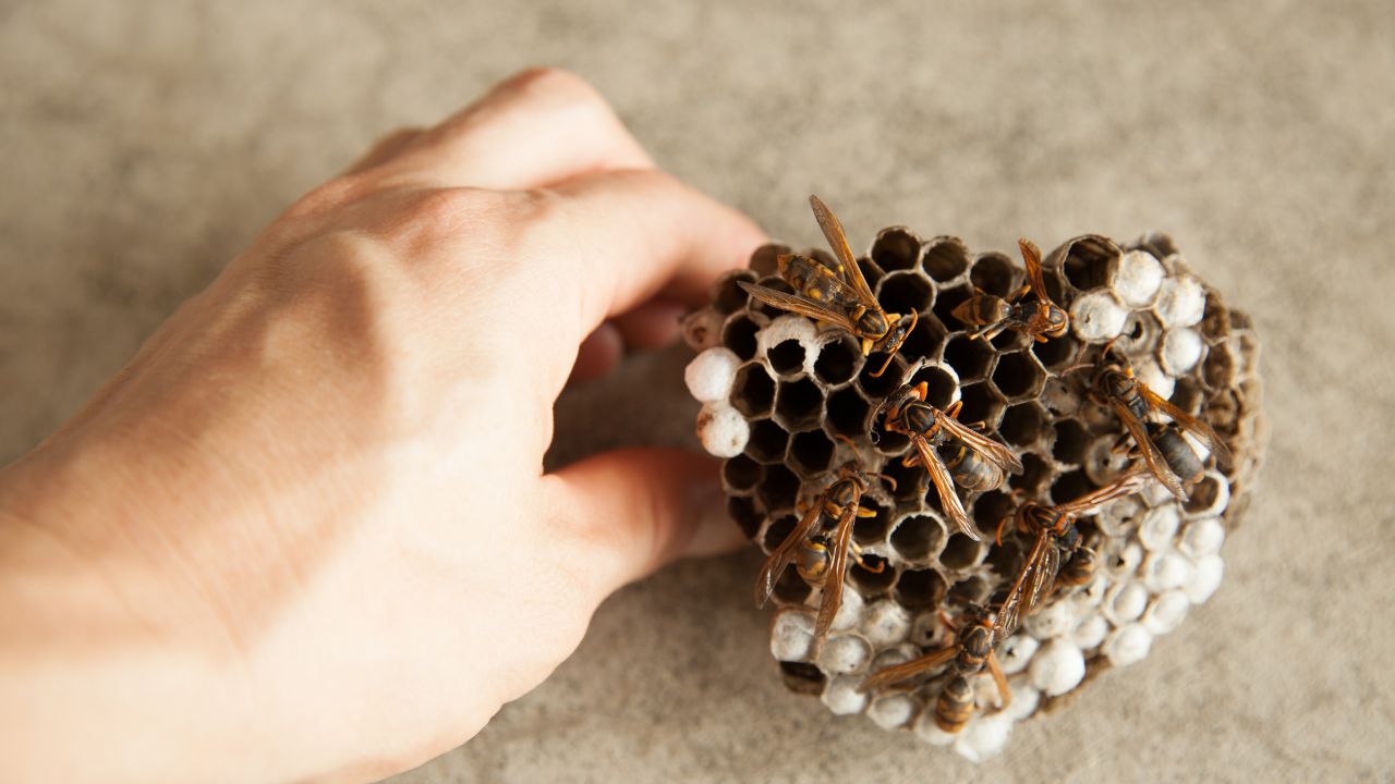 wasp nest removal​