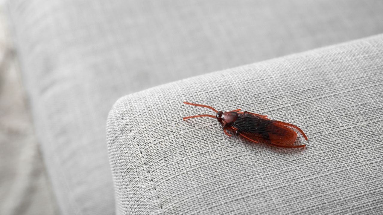 cockroach in house