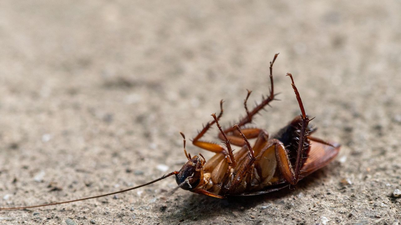 cockroach in house