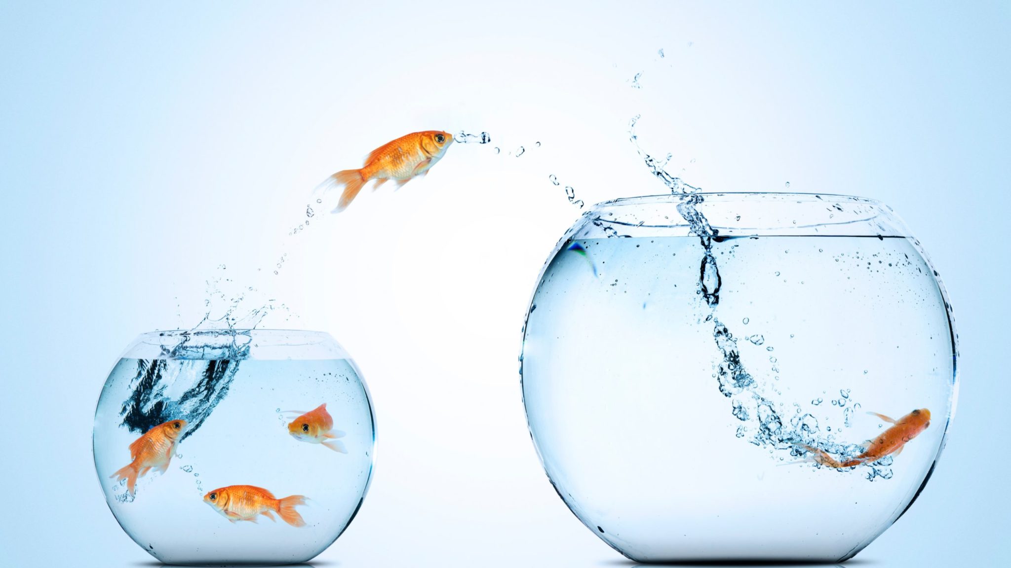 Golden fish moving to better place