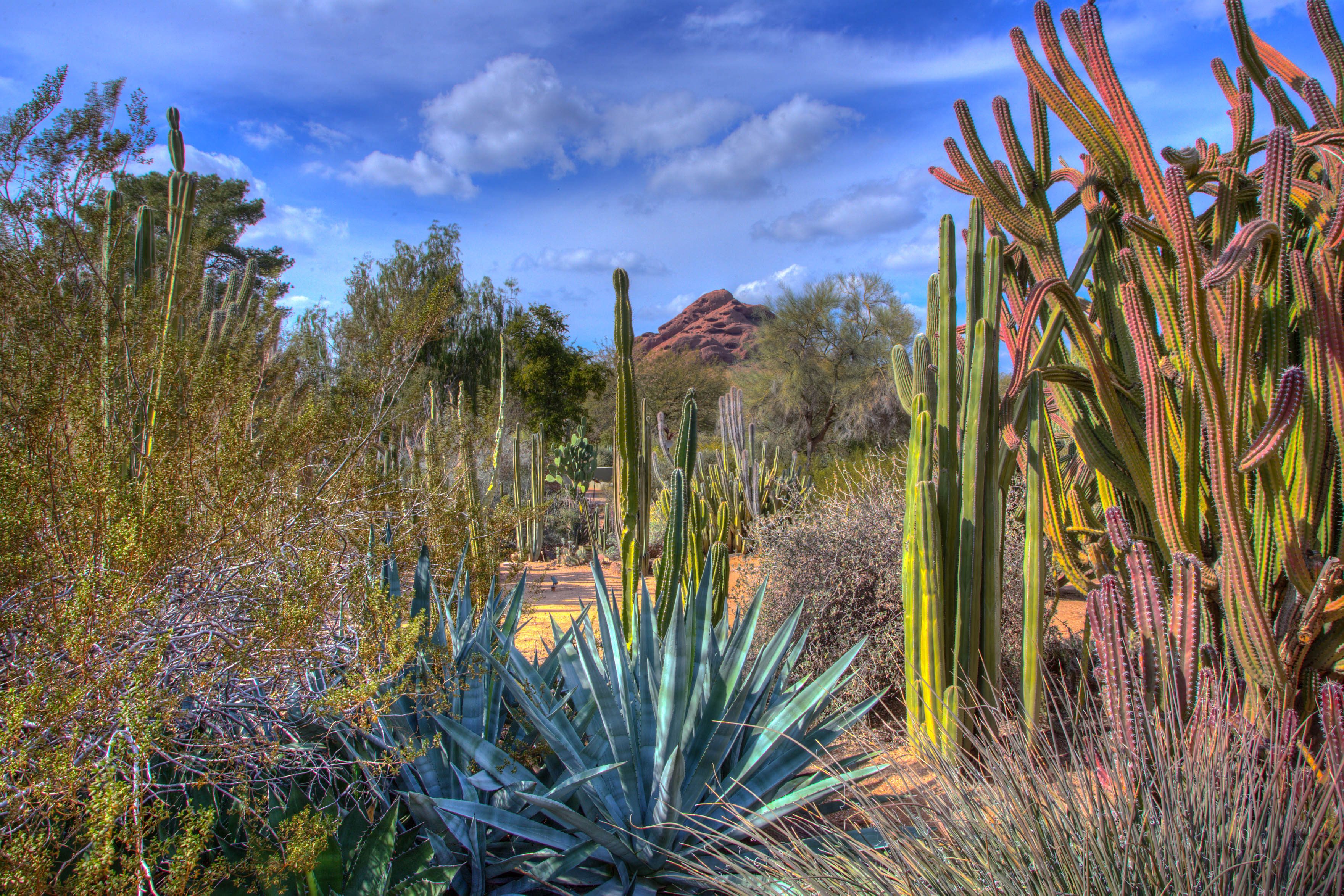 Diverse Southern Arizona