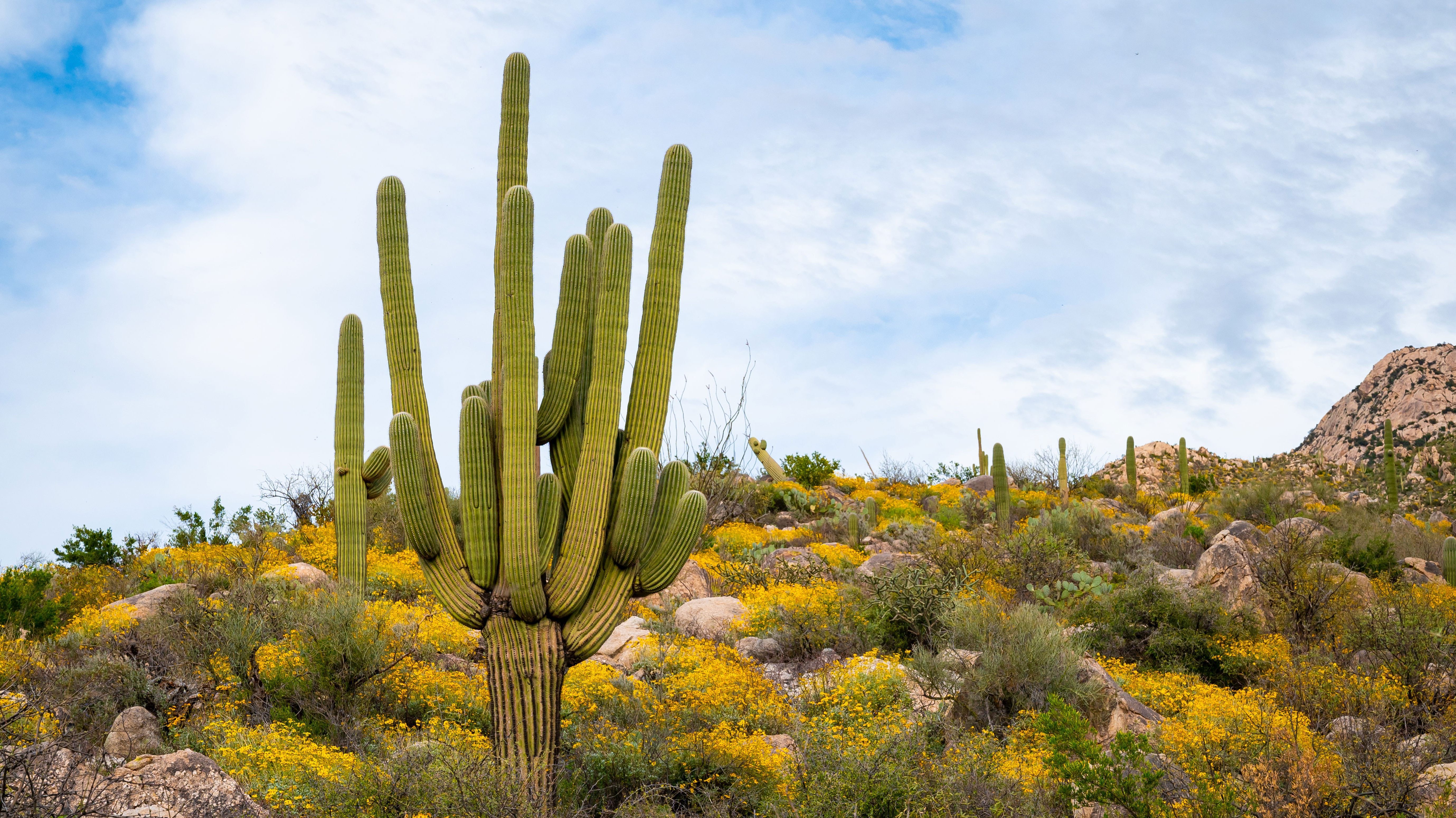 In the Land of Giant Cacti