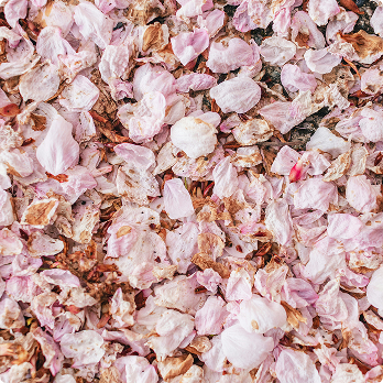 Close-up of dried pink and brown flower petals scattered in a dense layer.