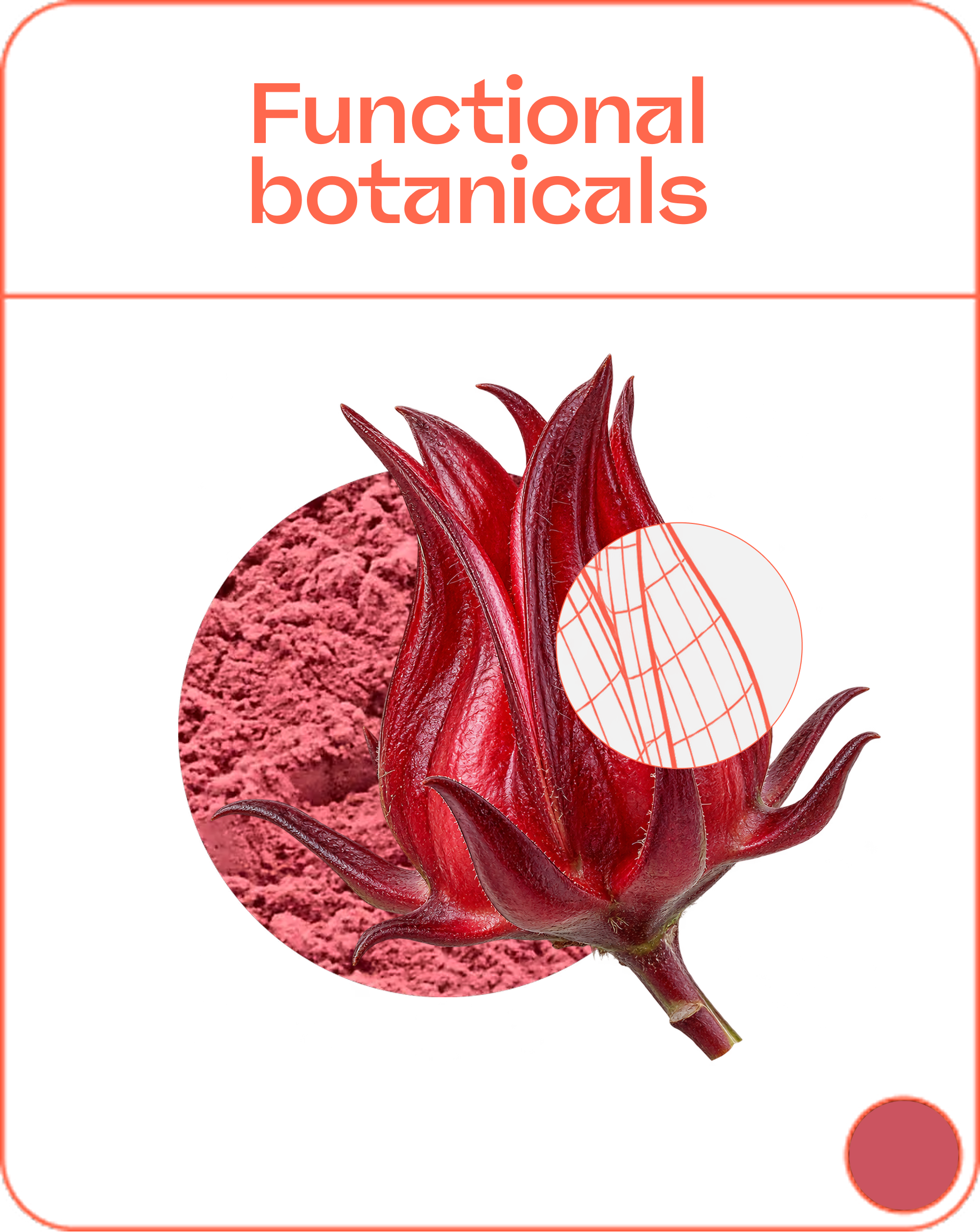 Red roselle botanical plant with pointed calyx segments above a textured red powder background, and a circular inset showing a red vein-like pattern, labeled 'Functional botanicals'.