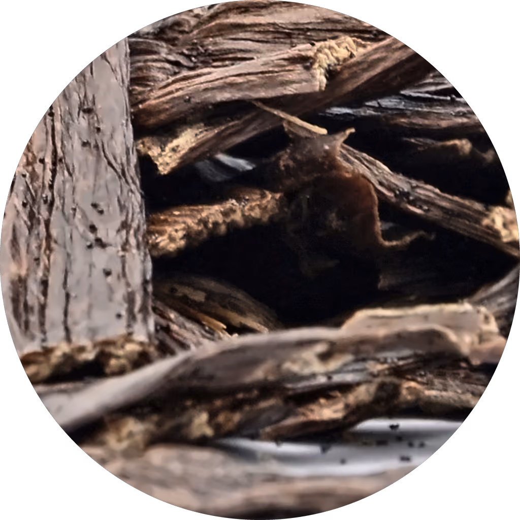 vanilla beans