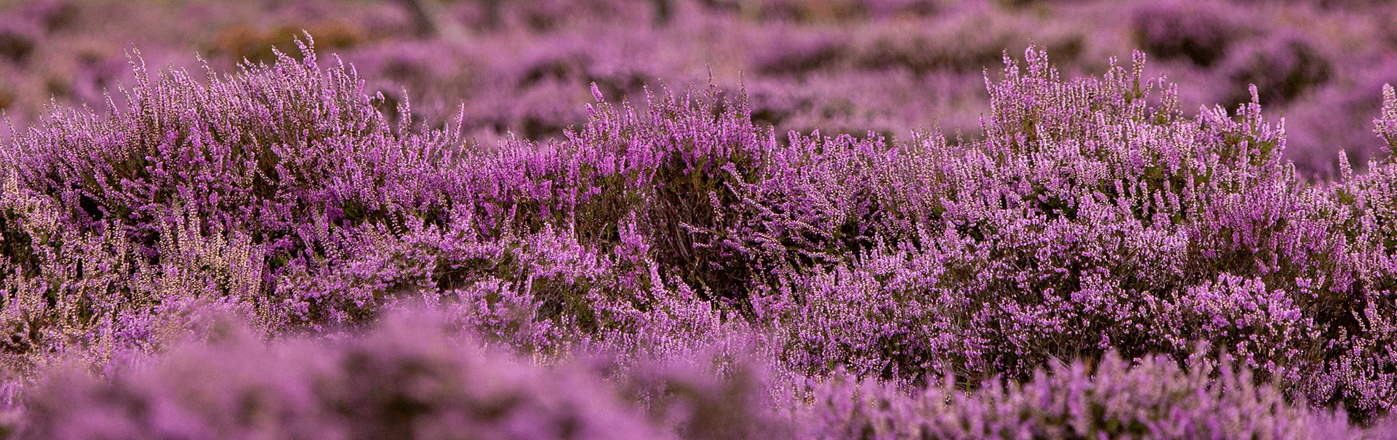 Heide-Bild