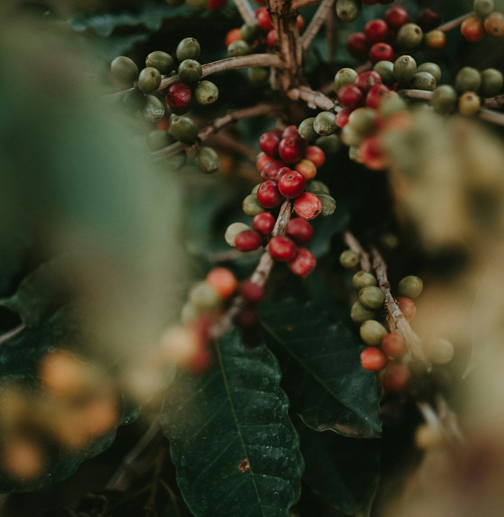 Nahaufnahme von reifen und unreifen Kaffeekirschen an einem Zweig.
