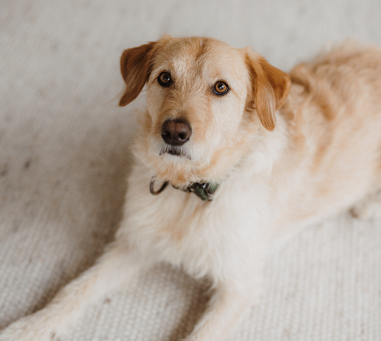 Light brown mixed-breed dog with medium-length fur lying on a textured beige carpet, looking attentively at the camera.