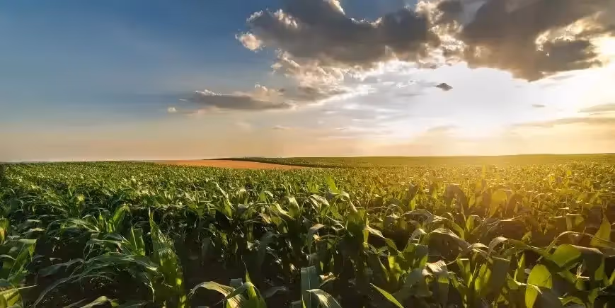 Sunset over a large green cornfield with rows of young corn plants stretching into the horizon under a partly cloudy sky.
