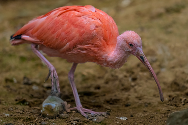 Nuovi arrivi al Parco: 20 ibis scarlatti dall'Olanda