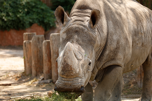 Rino Tour con Keeper