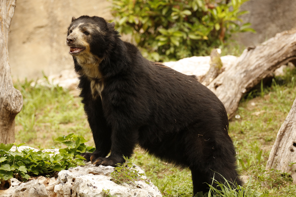 Andean bear & The Cloud Forest