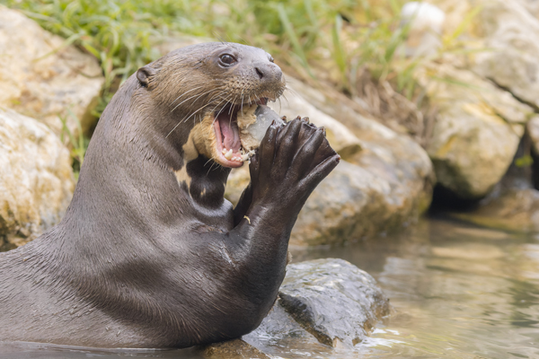 Discover the giant otters