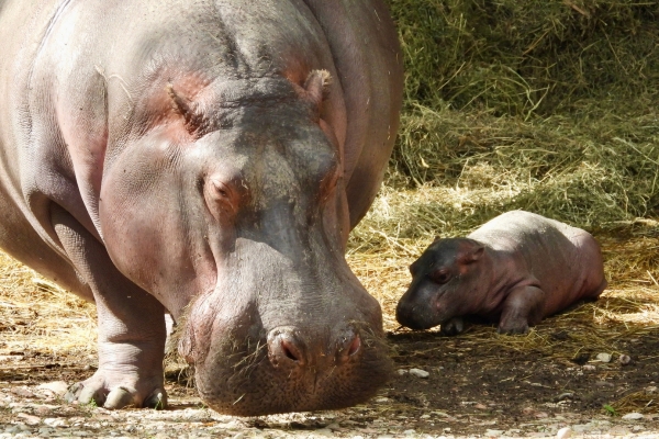 Al Parco Natura Viva è nato un baby hippo!